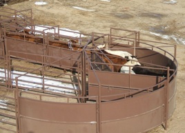 tub w cattle 1 maverick cornerless tub